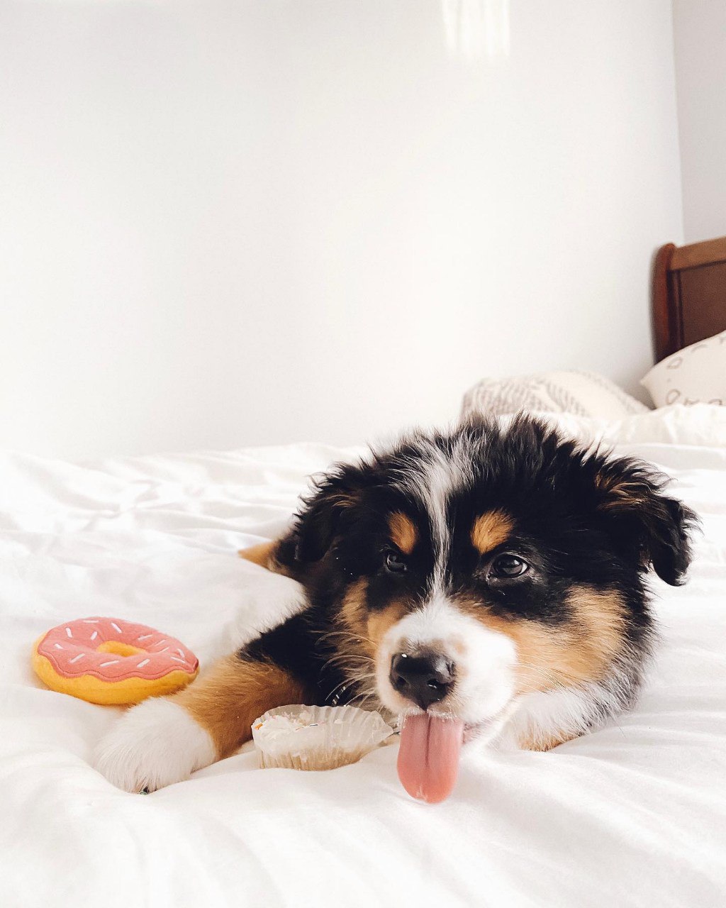 Murphy - Australian Shepherd Puppy